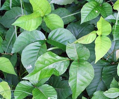 Poison Ivy