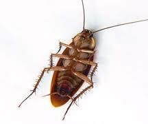 The Greatest Way to Get Rid of Cockroaches With Advion Cockroach Gel