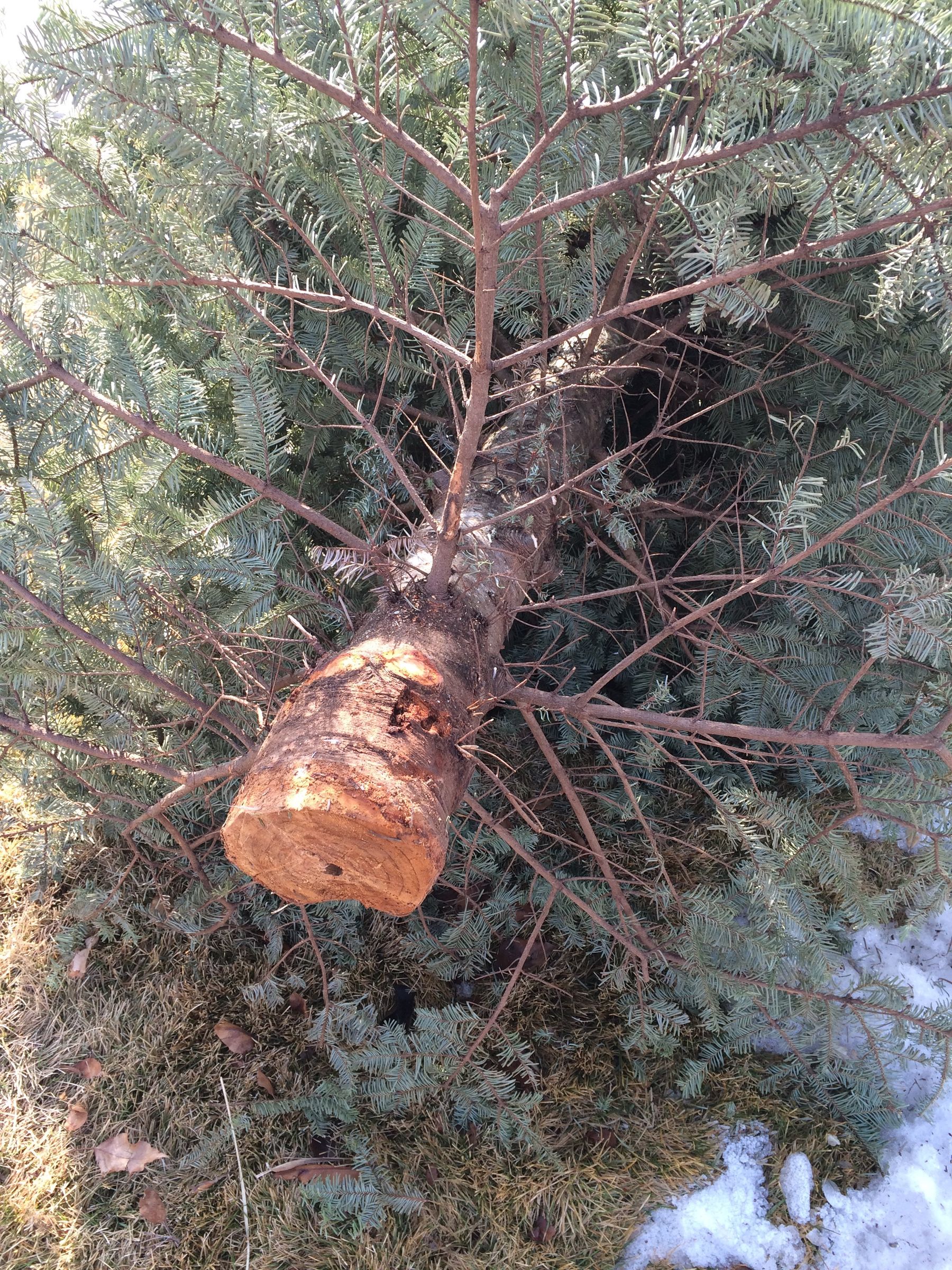 Christmas Tree Crayons : 7 Steps (with Pictures) - Instructables