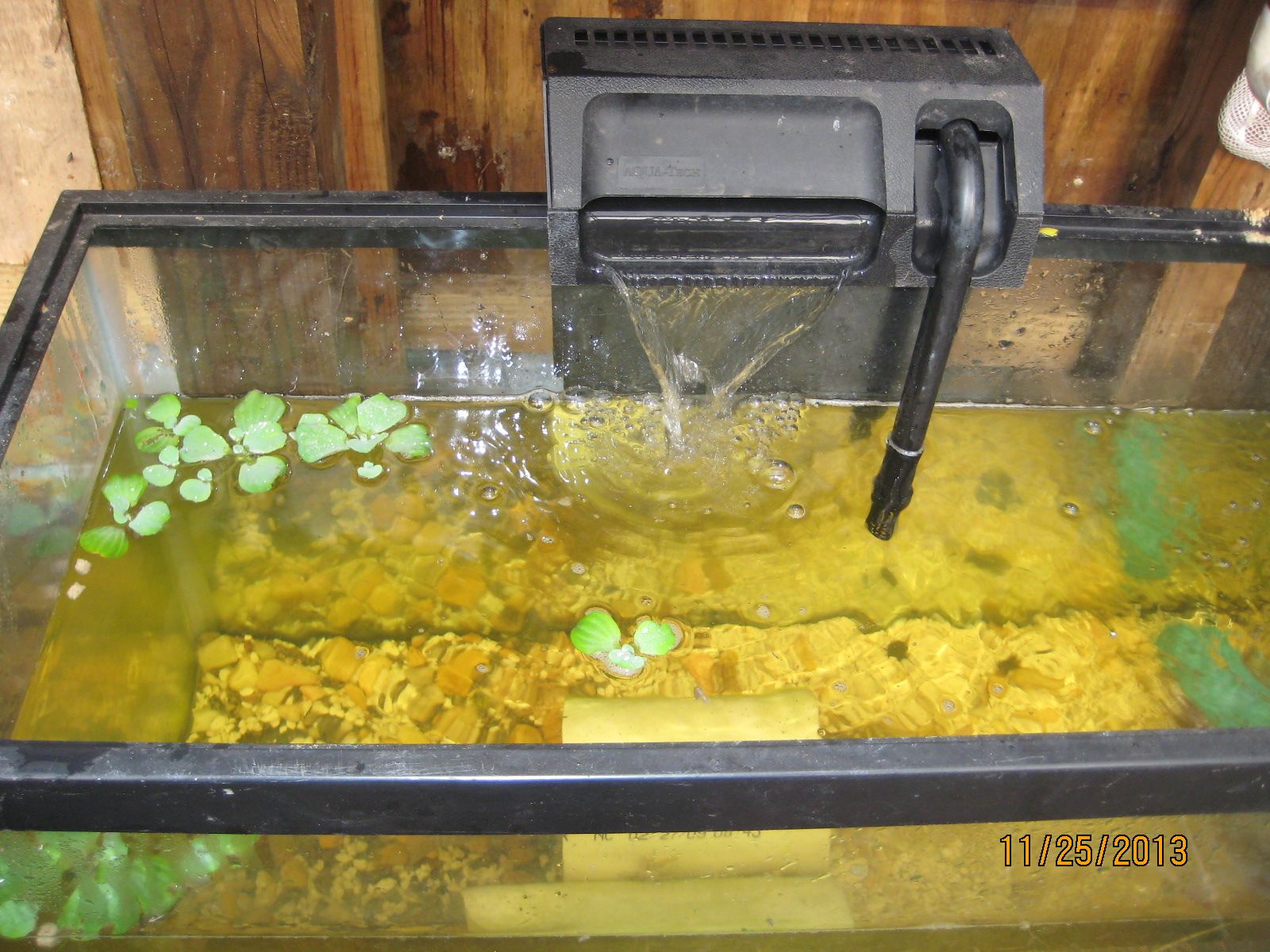 Fish Tanks Are Hard to Clean. What Would You Do to Get It to Clean Itself.