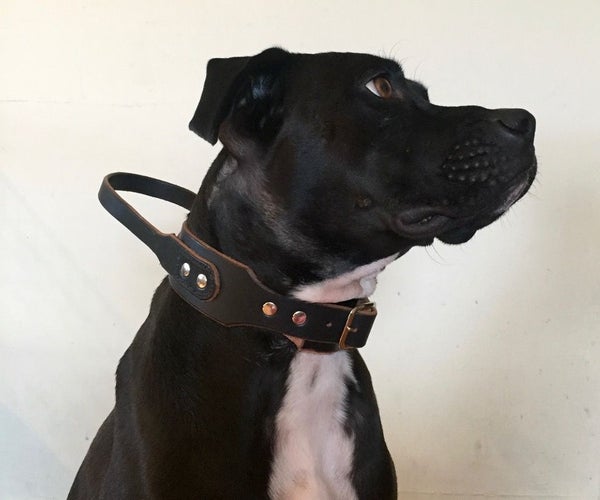Leather Dog Collar With Handle