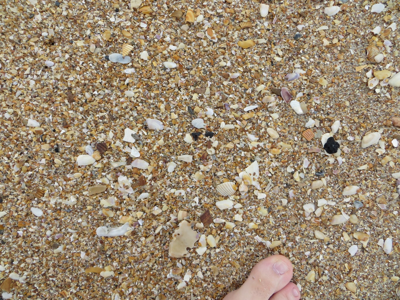 How to Find Shark Teeth : 10 Steps (with Pictures) - Instructables