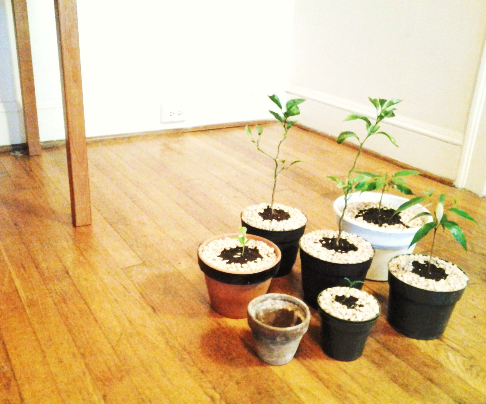 Re-pot a Plant
