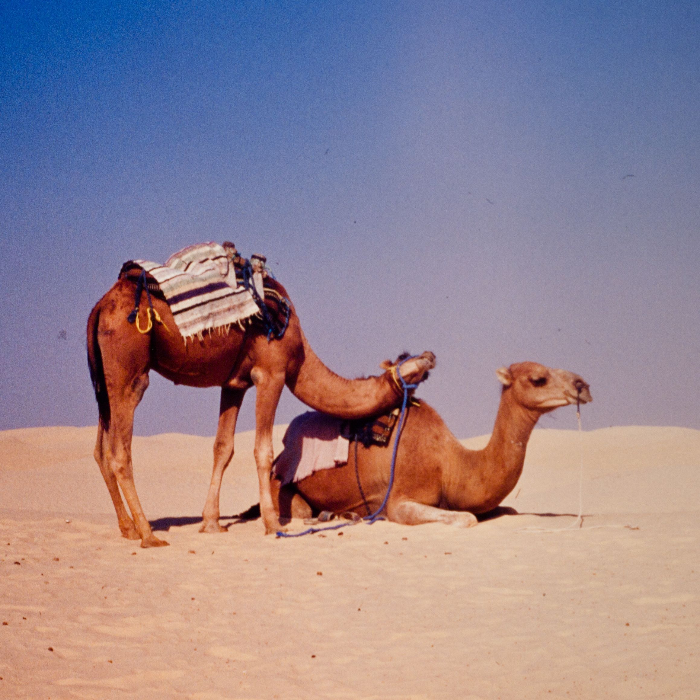 How to Digitize Slides and Film Negatives With a DSLR 12 Steps (with