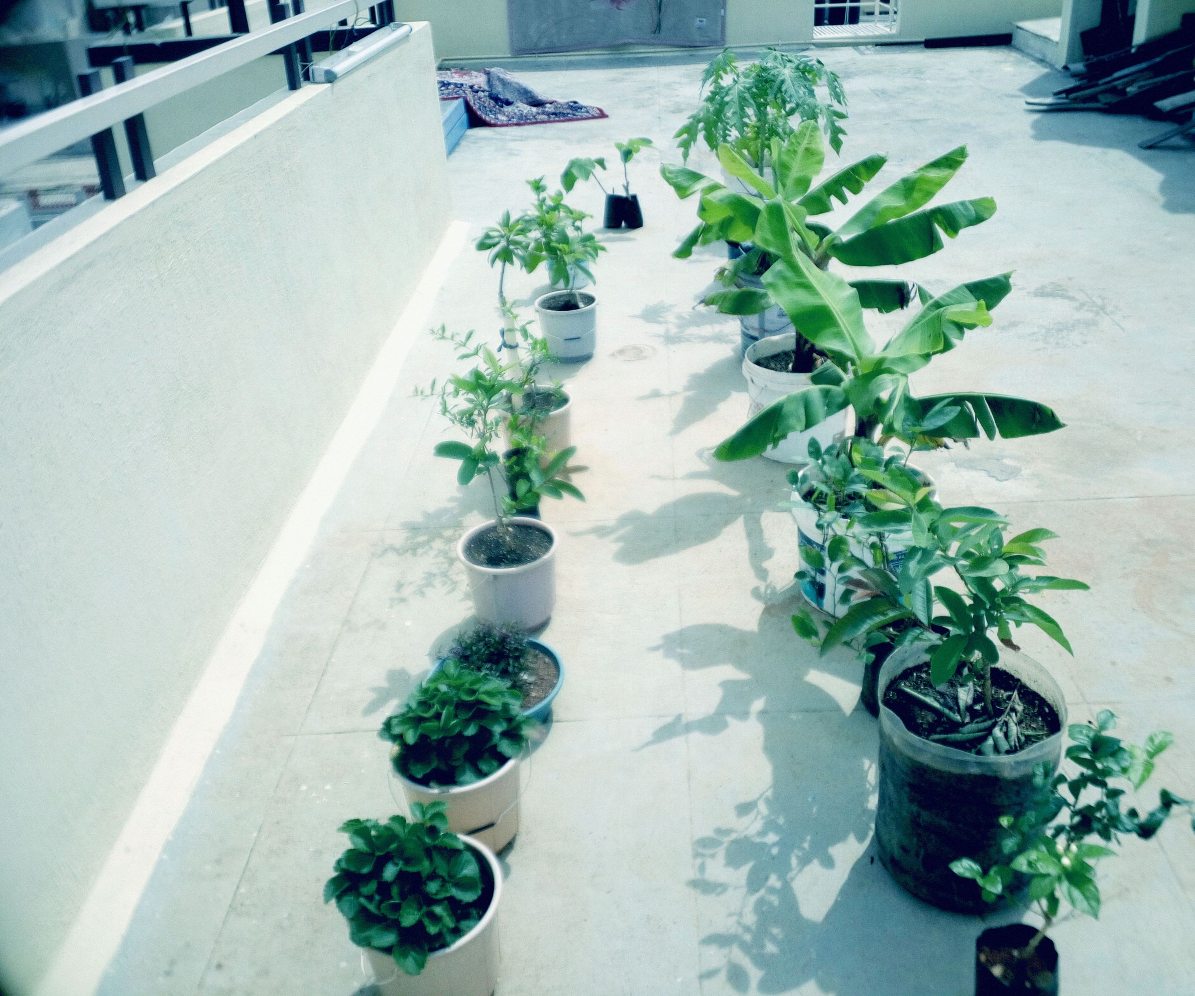 Economic Terrace Gardening