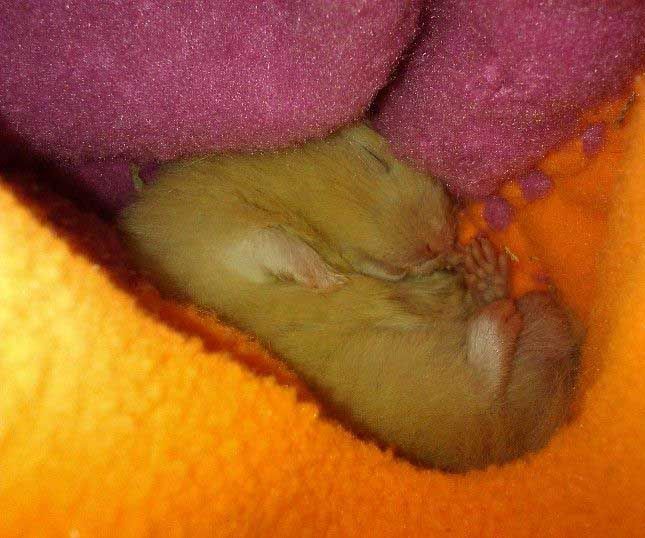 Handy Dandy Hamster Holder
