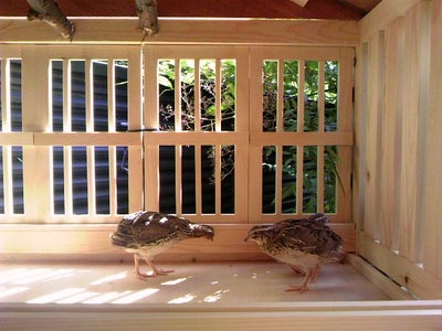 The Stilts-Styled Quail House