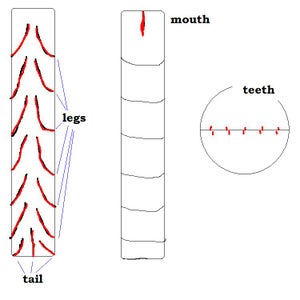 Caterpillars in Pond Scum