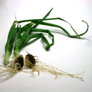 picture of an onion plant