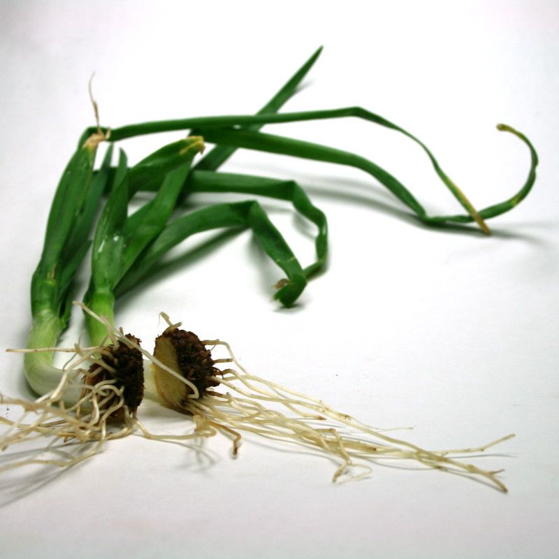 Grow Onions From Discarded Onion Bottoms : 4 Steps (with Pictures ...