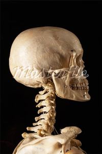 The Skull, Wound and the Spine
