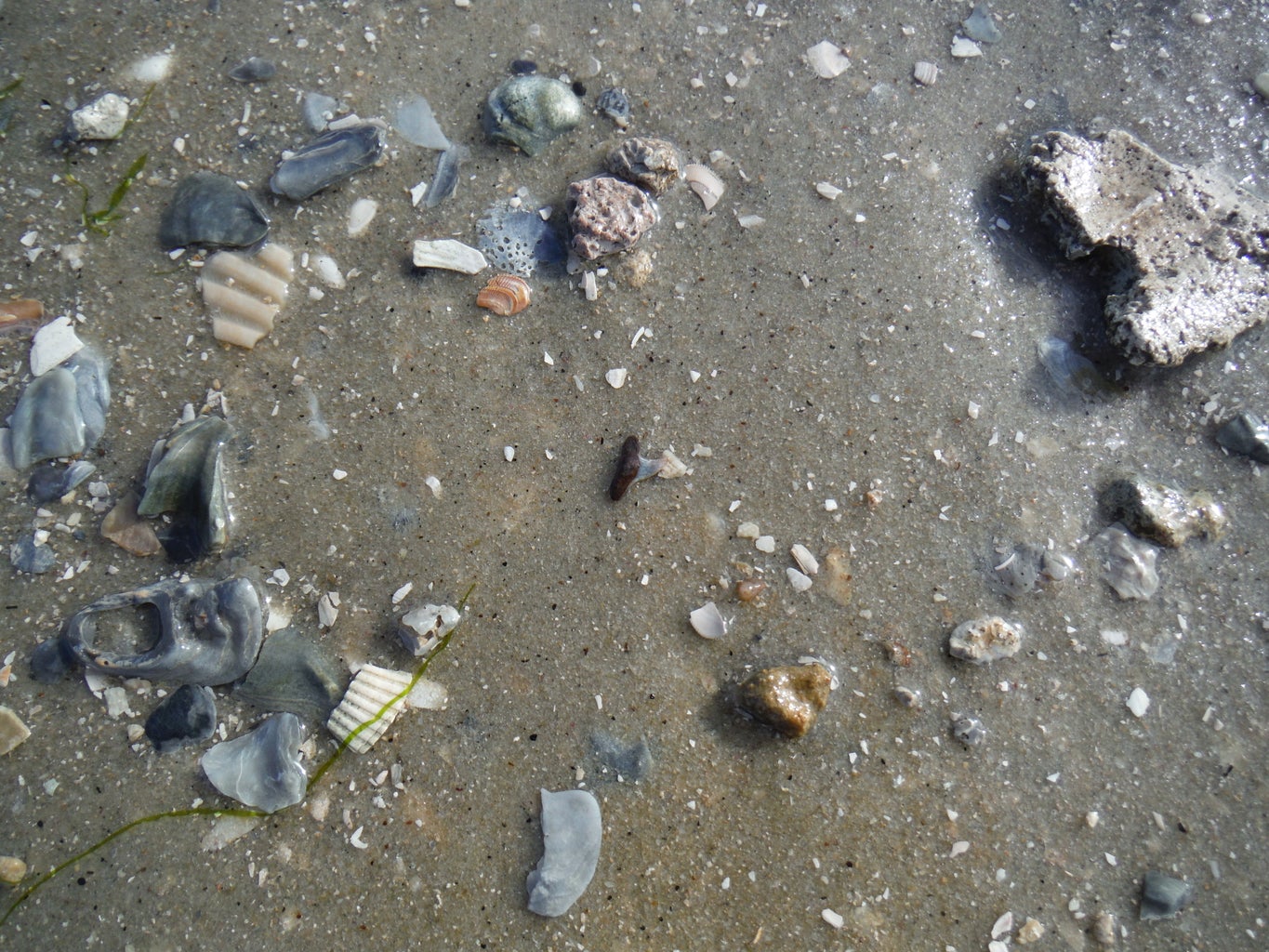 How to Find Shark Teeth : 10 Steps (with Pictures) - Instructables