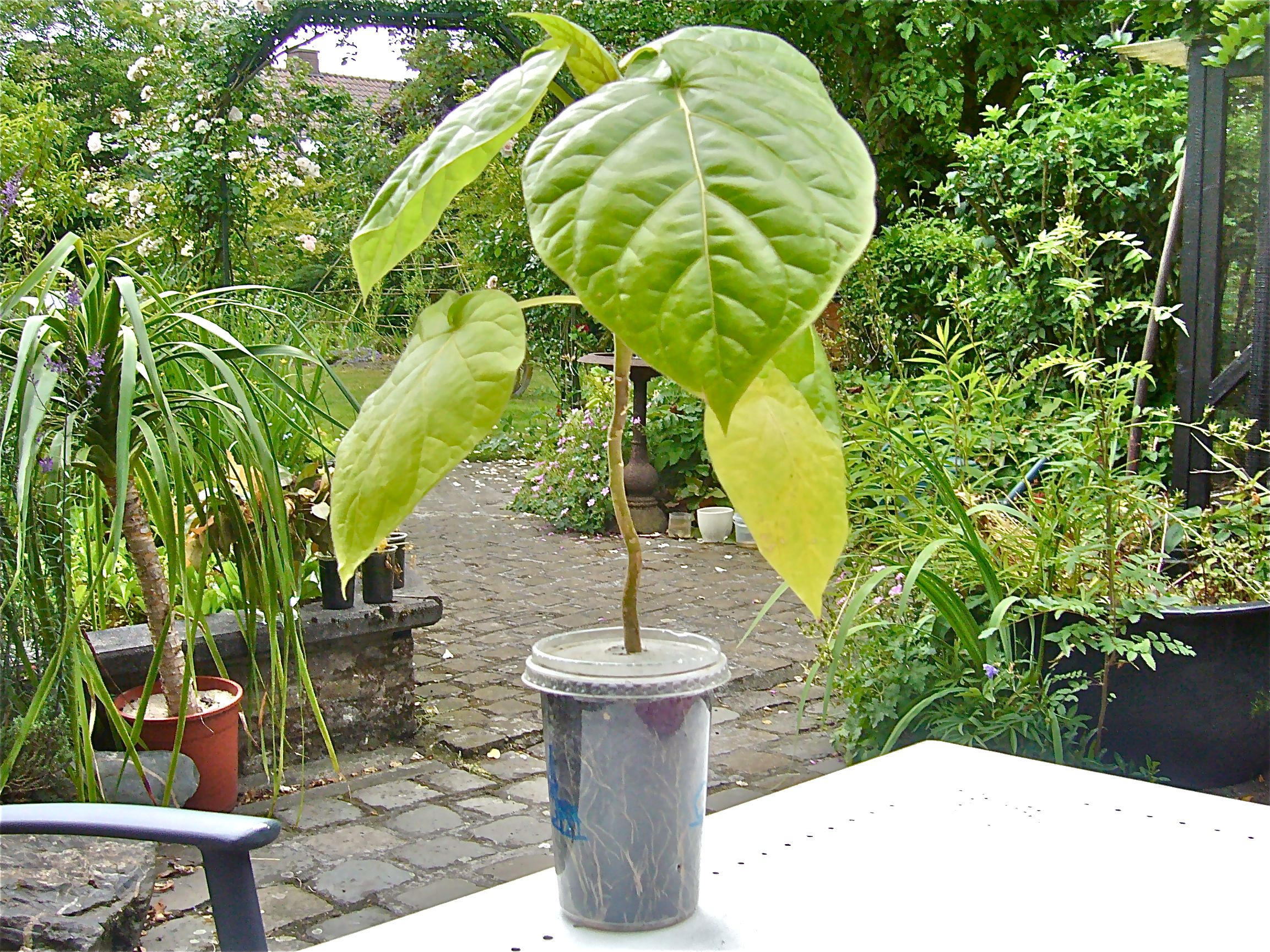 Grow Your Own Tomato Trees From Seeds