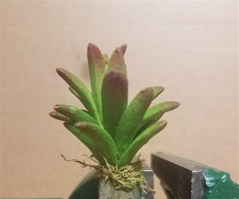 Miniature Magnetic Planter From Recycled Parts