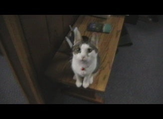 Get Your Cat's Attention for Videos.