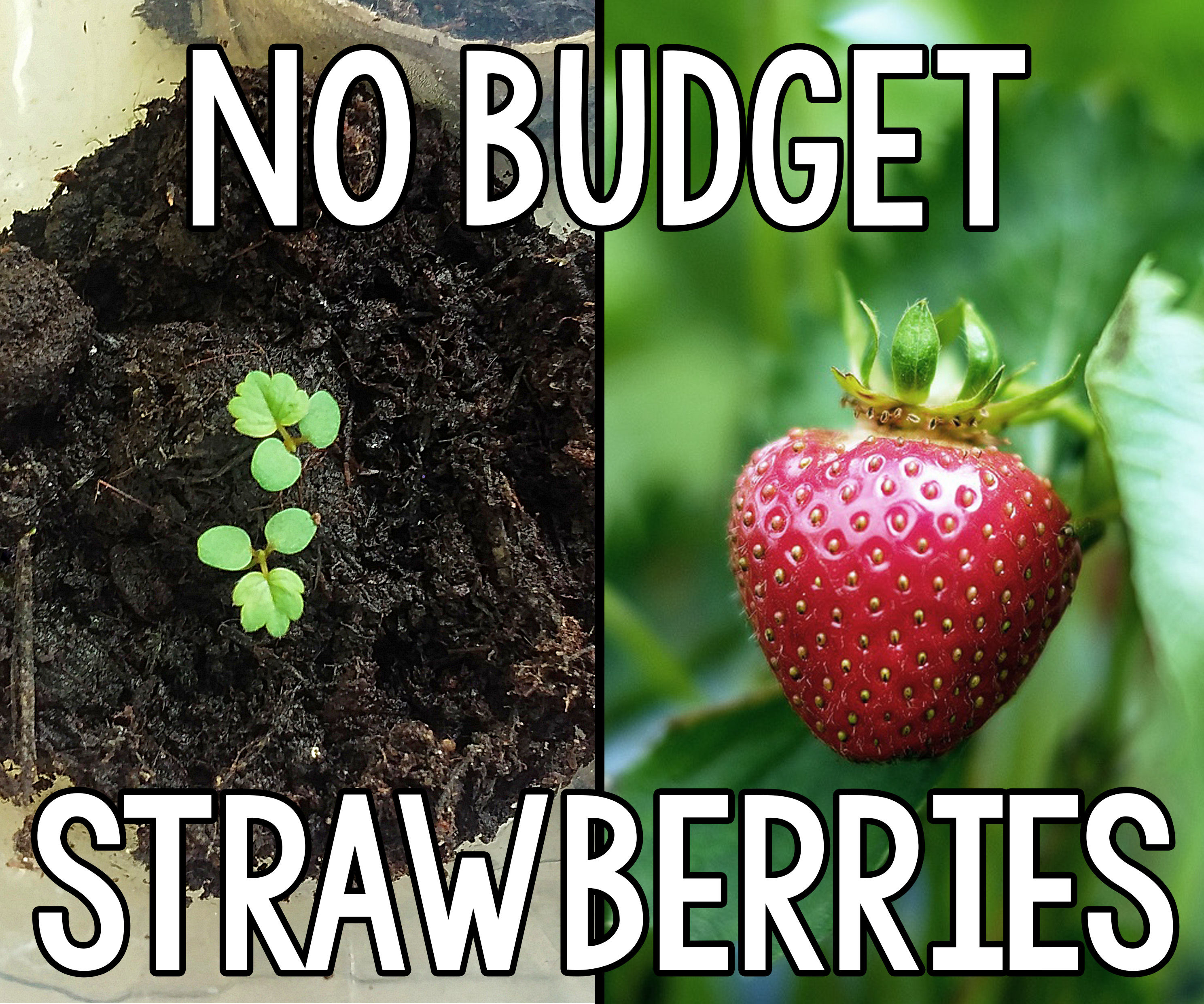 No Budget Strawberries