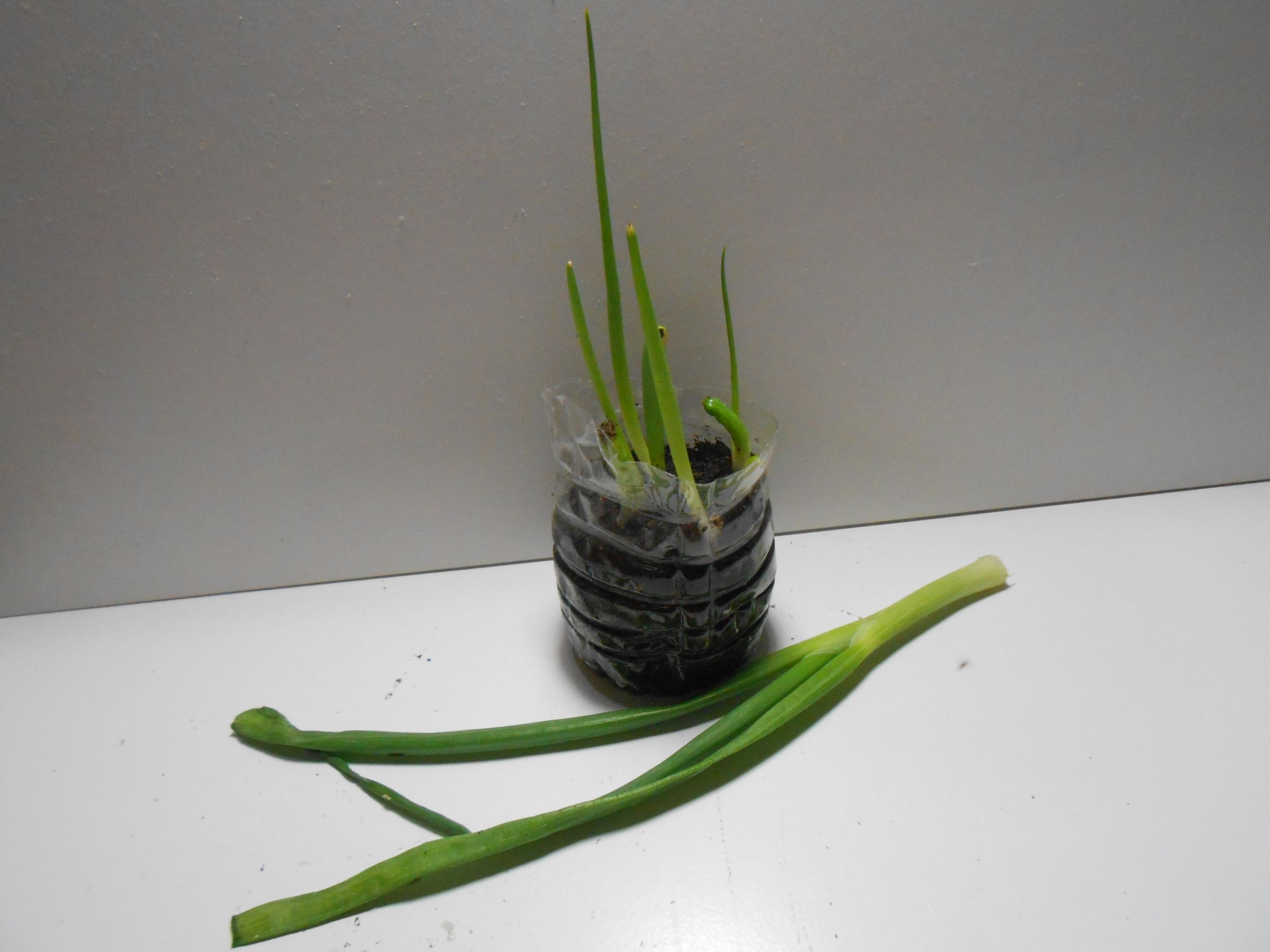 How to Regrow Scallions Indoors