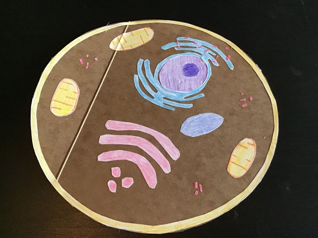 Draw Cells Work How To Draw A Human Cell Step By Step