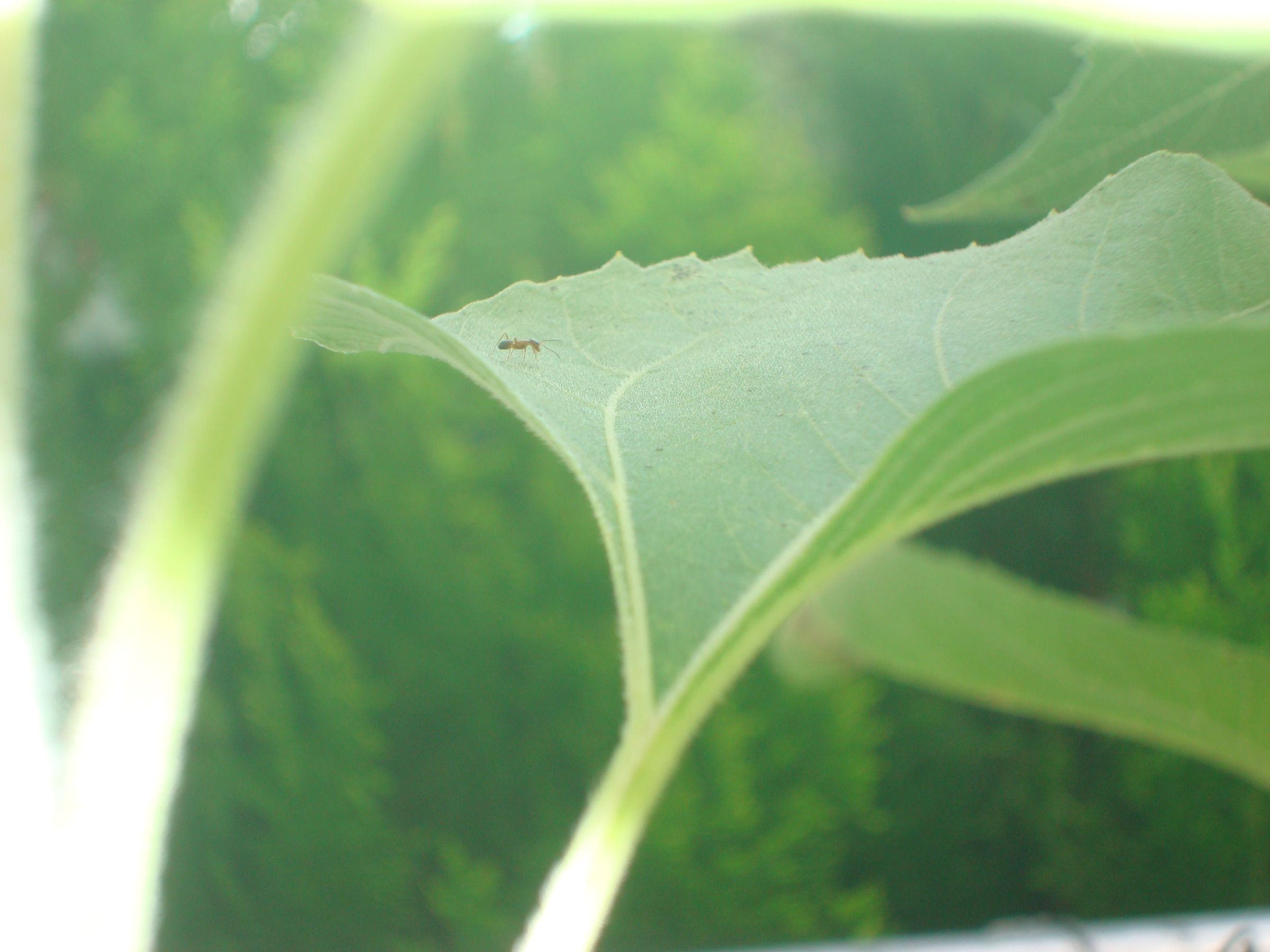 How to Get Rid of Sugar Ants