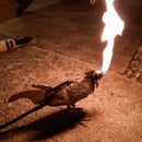 Combustion Powered Chicken