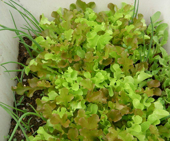 Laundry Tub Lettuce Bed