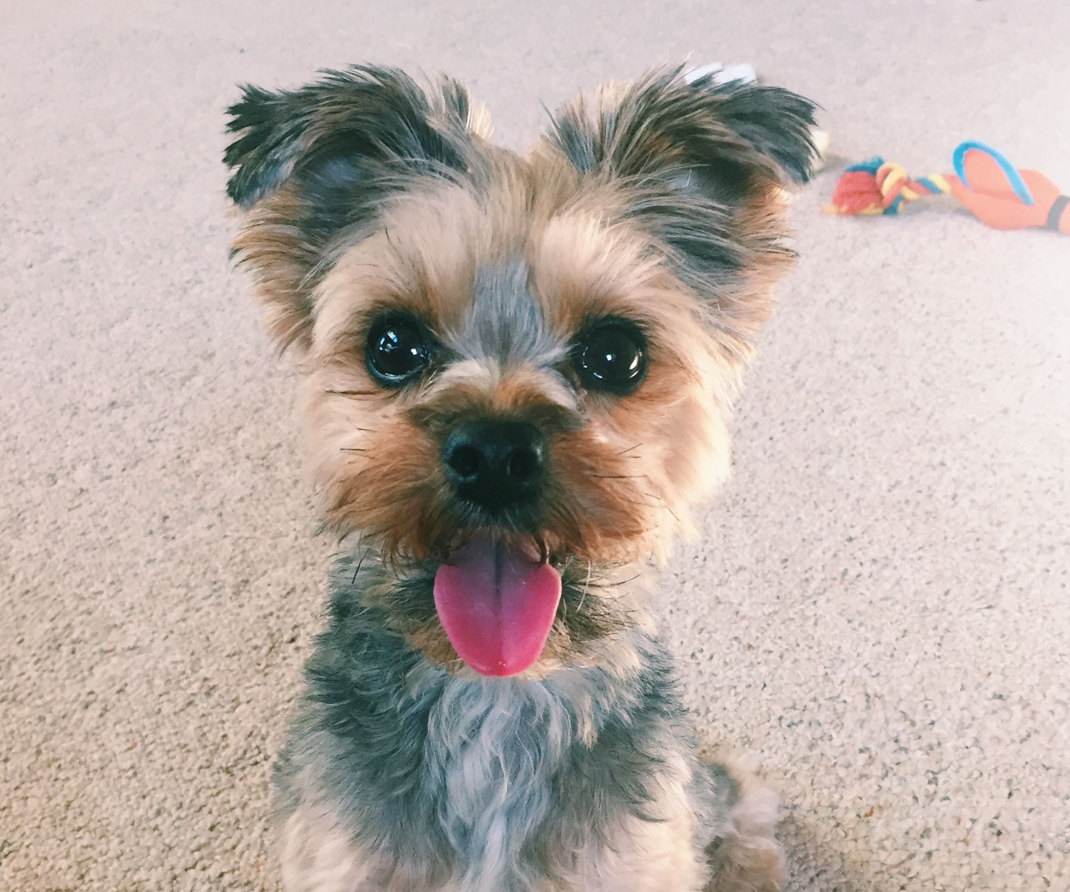 Washing Your Four-legged Friend