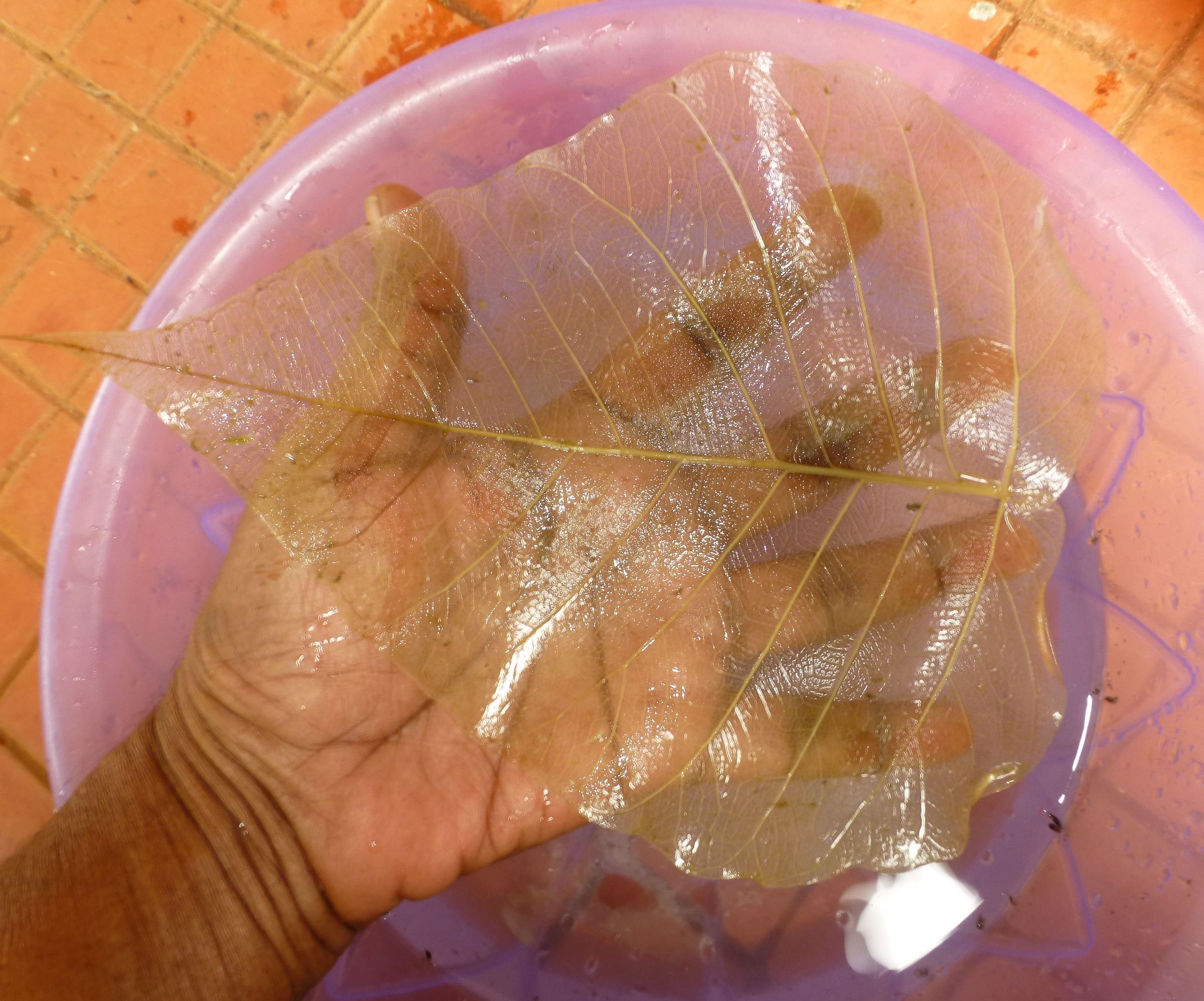 How to Make Skeleton Leaves