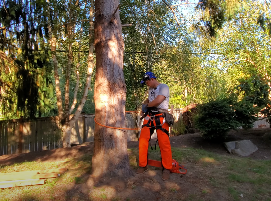 DIY: Build a Ladder and Cut the Tree - Removing Large Trees Near Fences ...