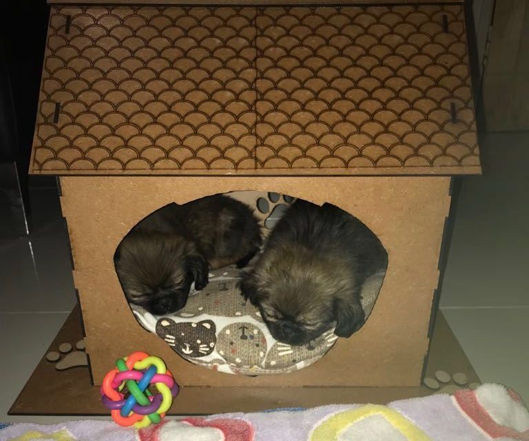 Dog House