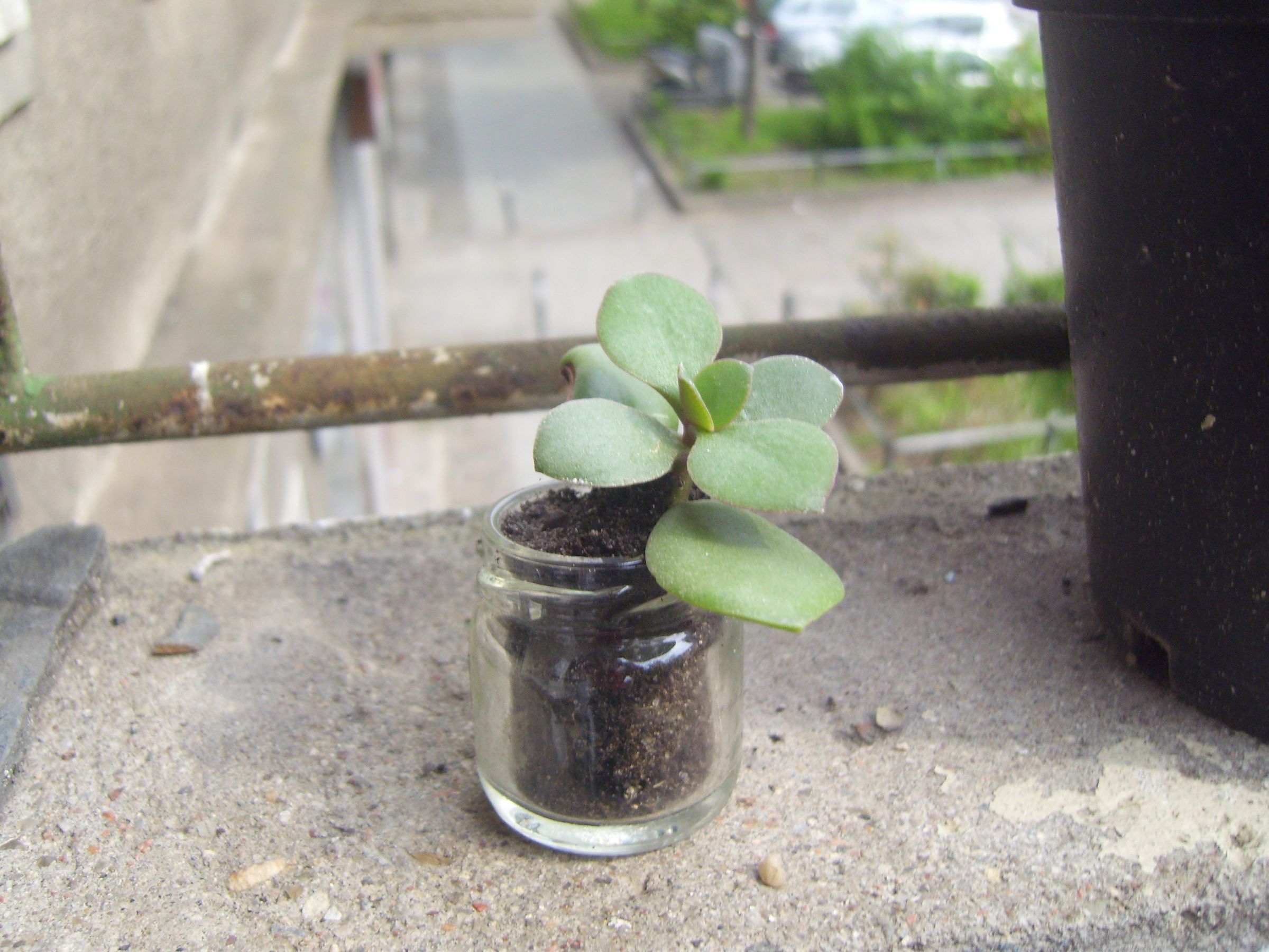 My Apartment Garden