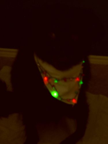 Light-Up Dog Bandana