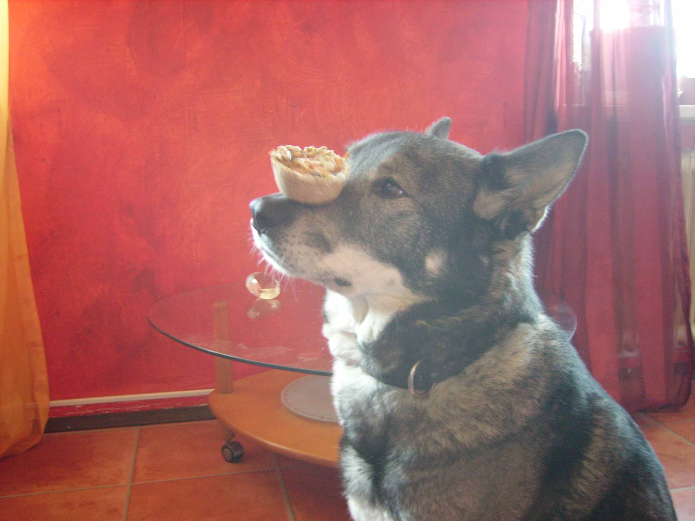 Pie for Furry Friends