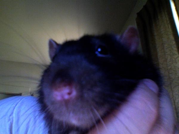 Bestest Ratty (or Other Rodent) Toy Evah!