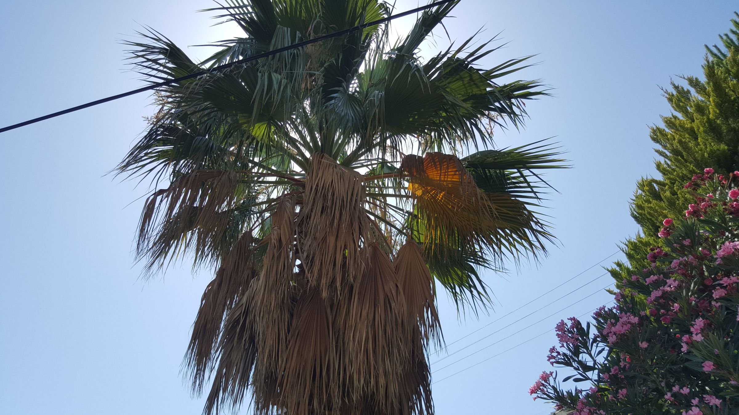 How to Cut Palm Tree's Leaves 10 Steps (with Pictures) Instructables
