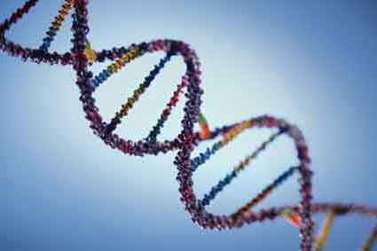 How to extract Dino DNA