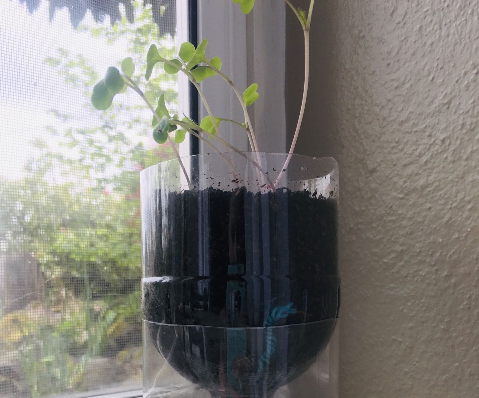 Self Watering Planter From a Plastic Bottle 