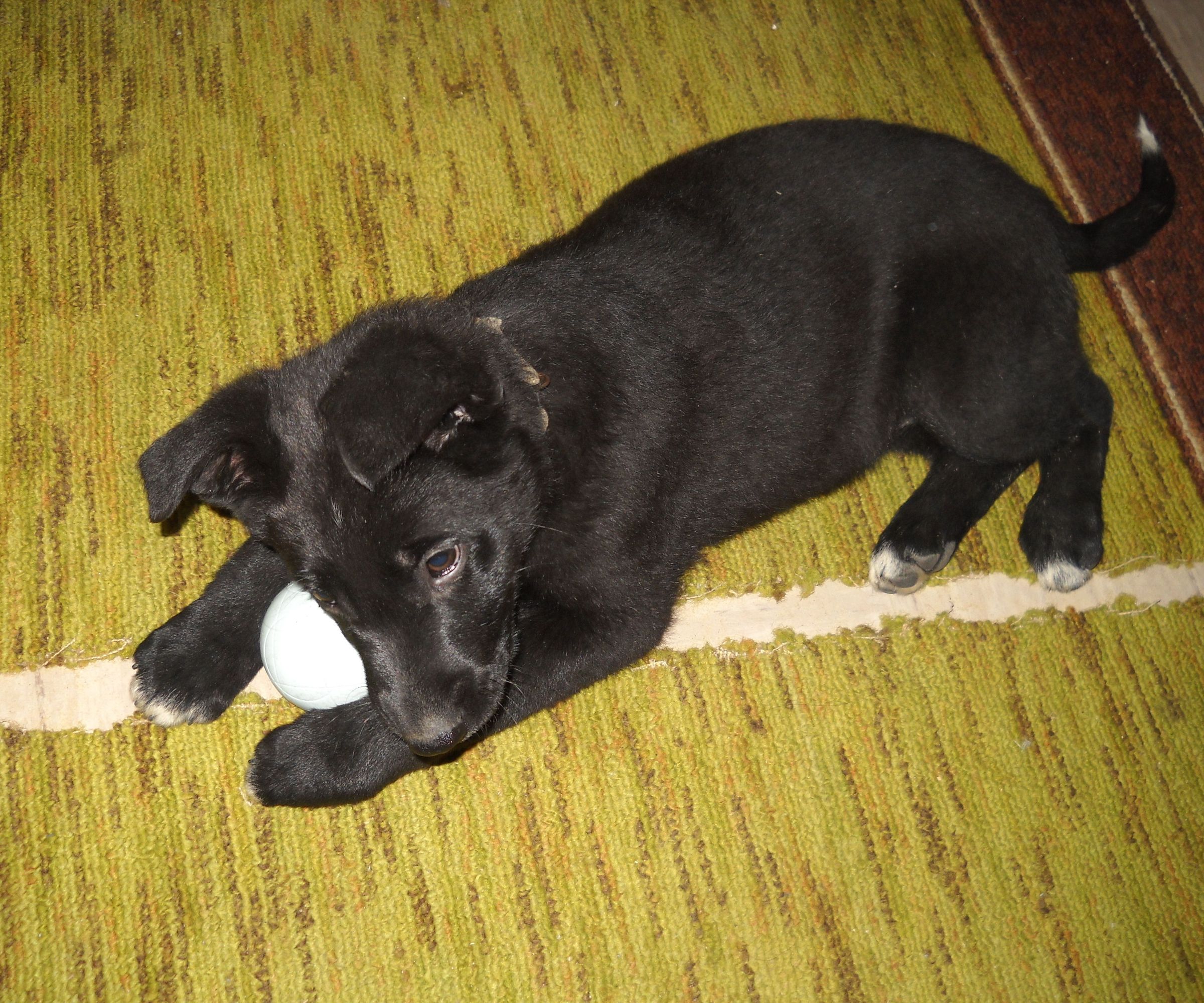 The Dog House Project