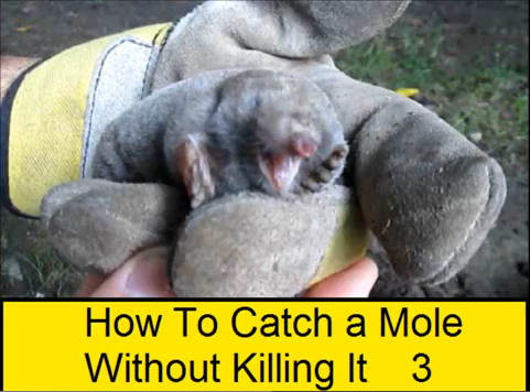 How to Catch a Mole Without Killing It 3