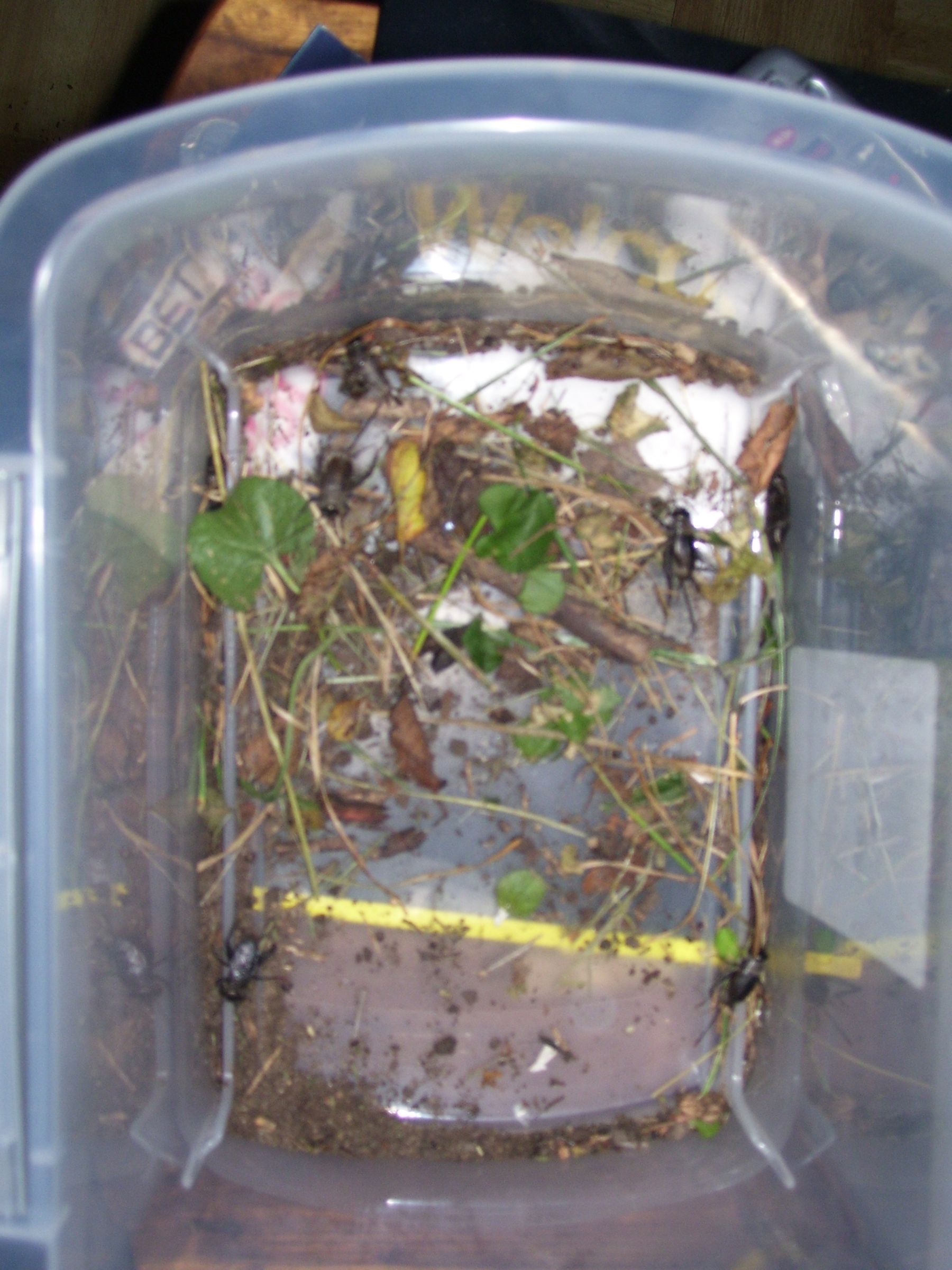 Cricket Breeding Pt. 1 6 Steps Instructables