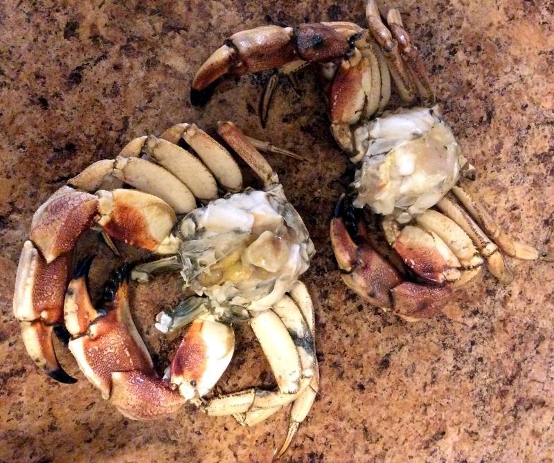 Cleaning Crab and Prawns at Home.
