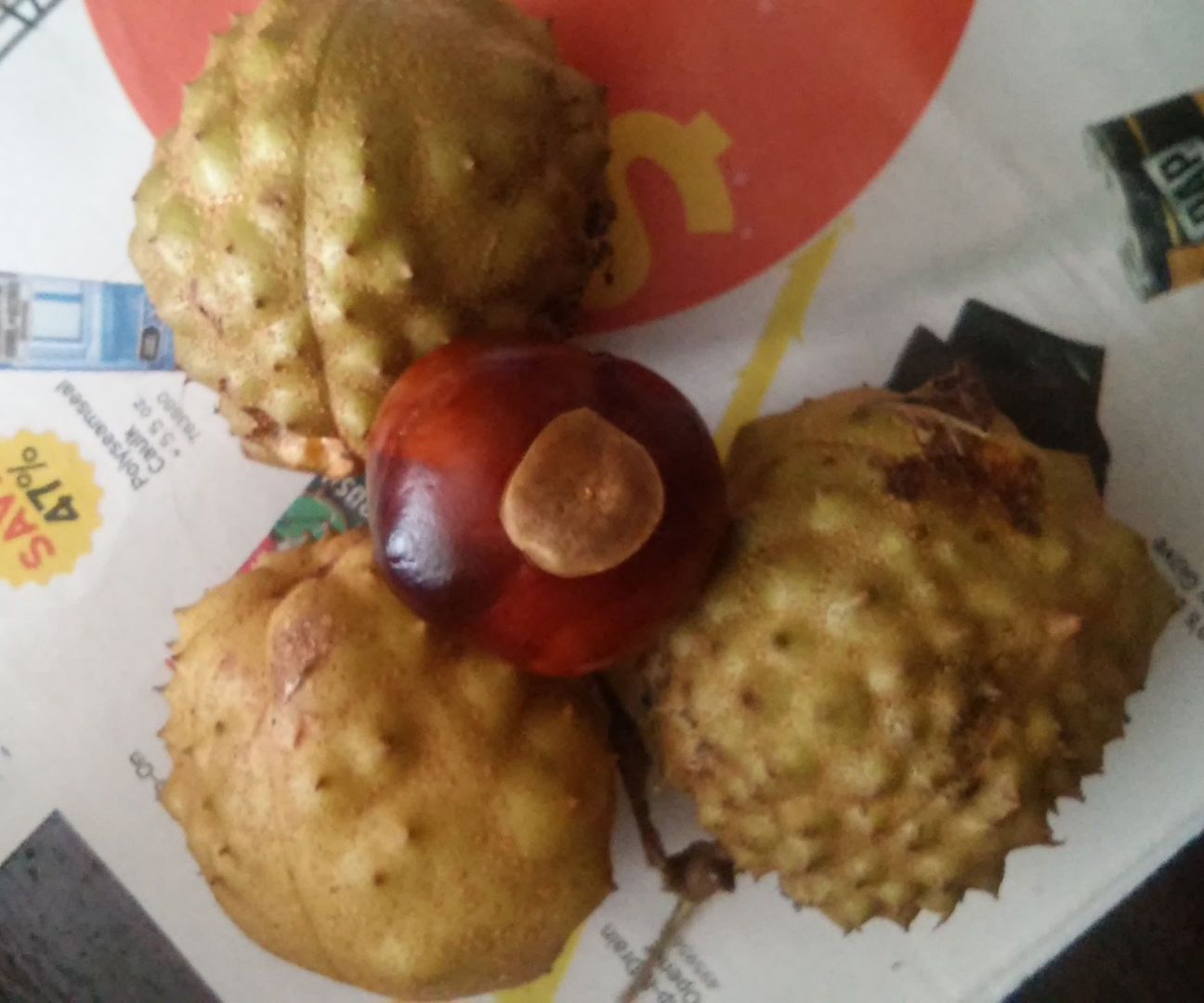 How to Find and Pick Buckeyes