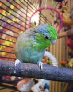 Totally Recycled Toy for Pet Birds