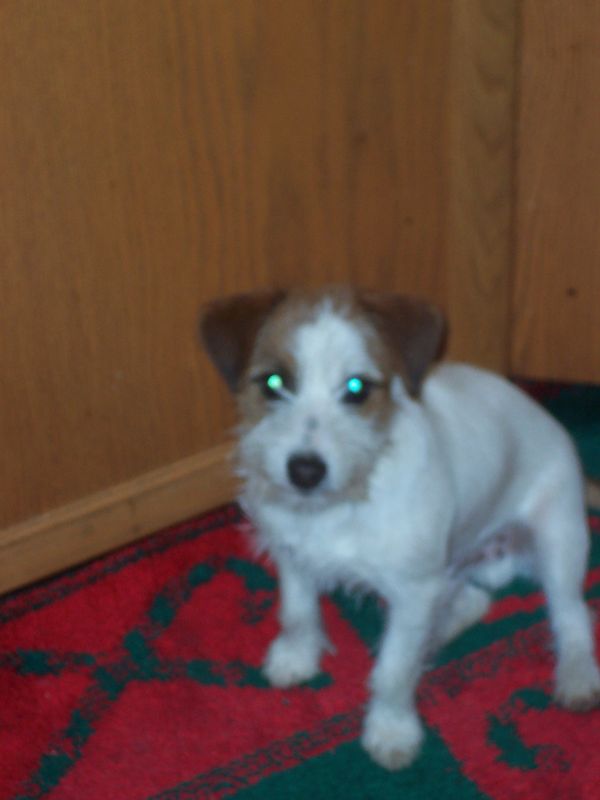 Teach Your Dog to Jump Through a Hoop