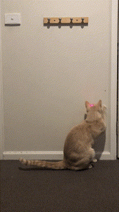 Laser Cat Toy