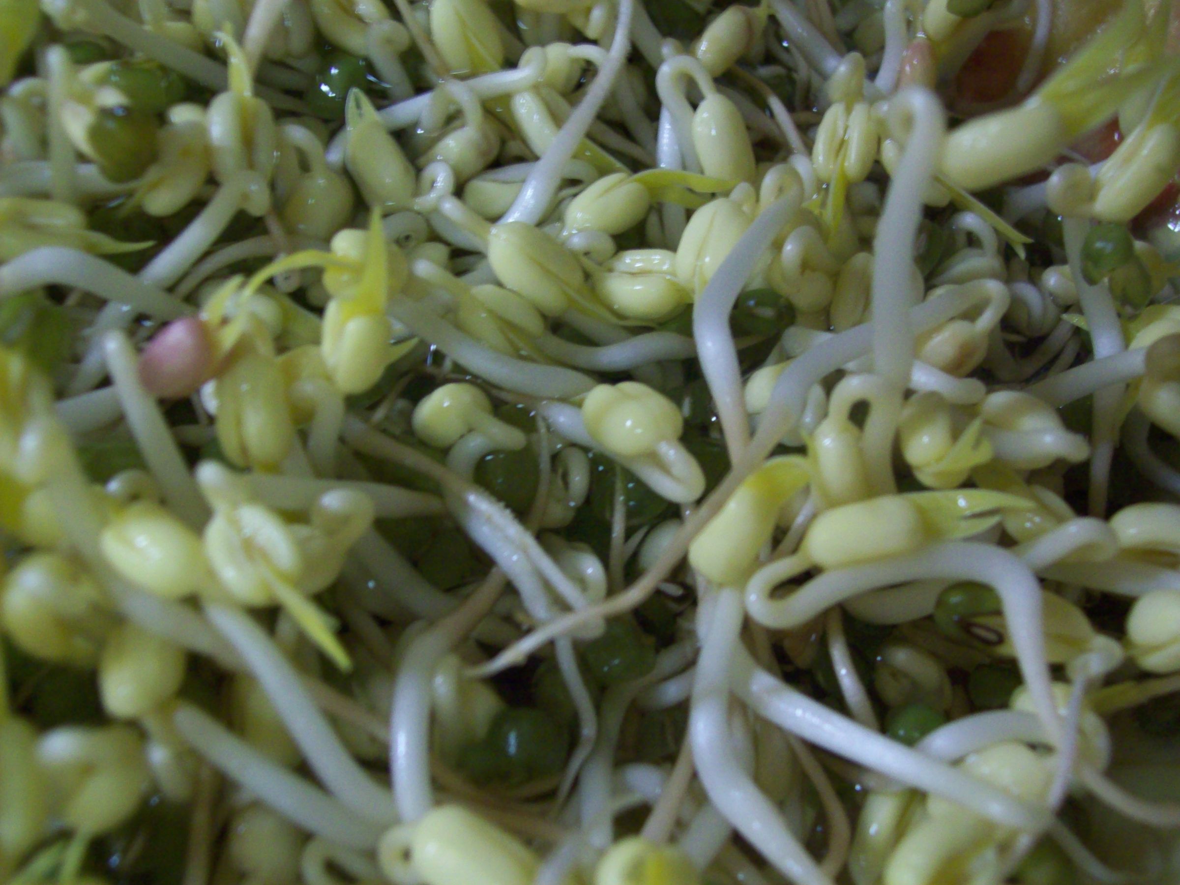 Grow Mung Bean Sprouts and make Egg Foo Young with them