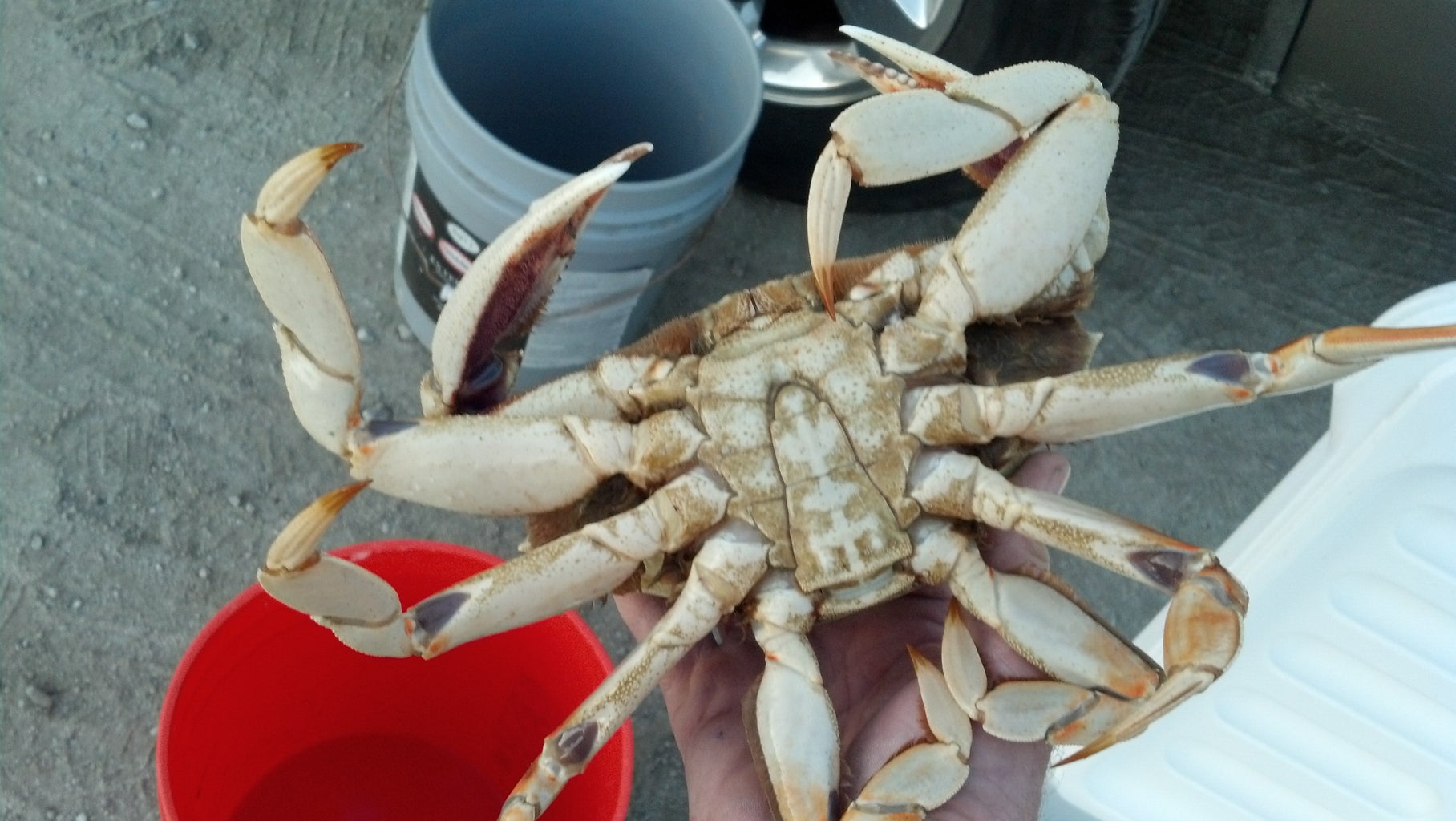 how do you clean a dungeness crab