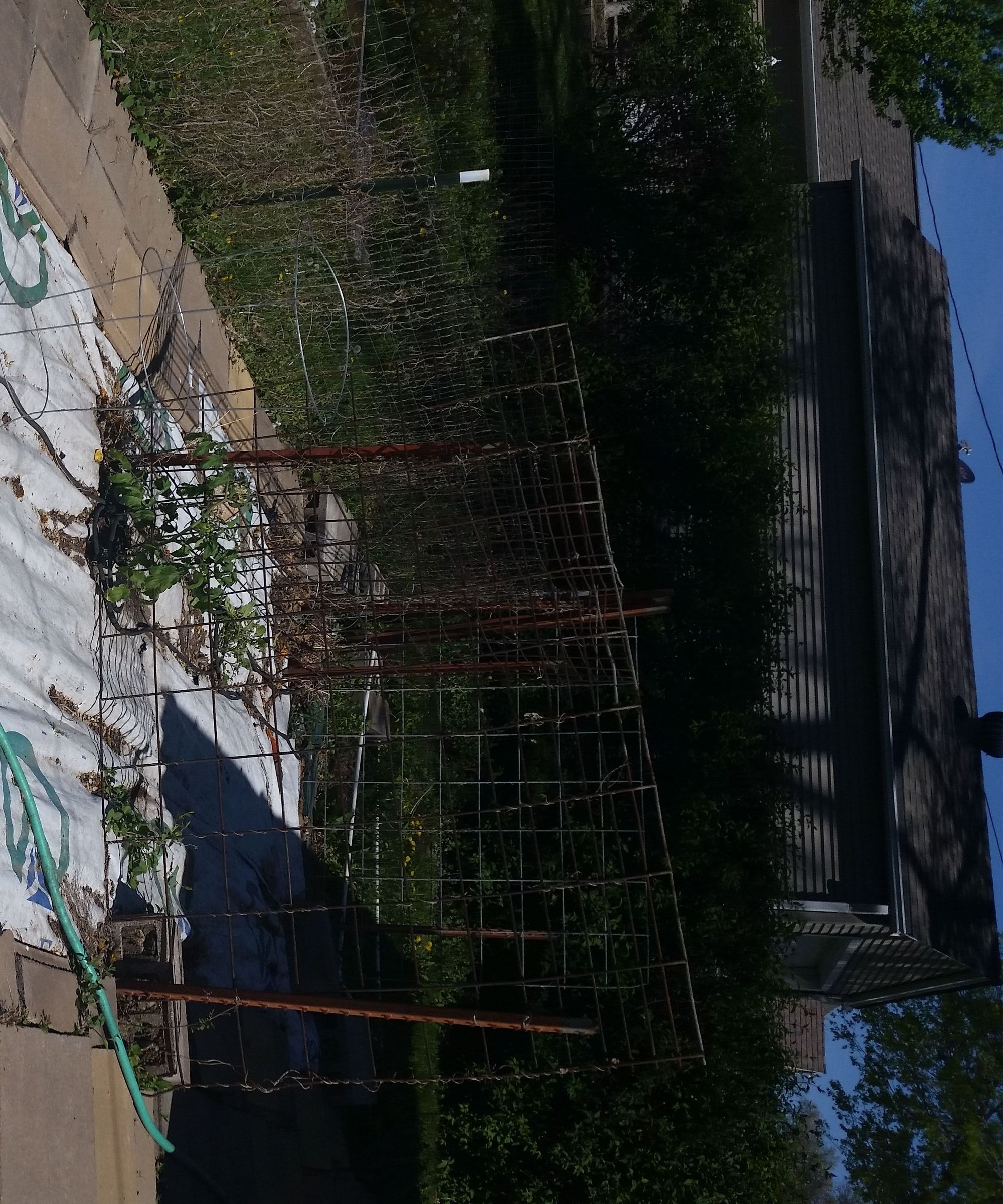 (Almost) Weed FREE Garden & Landscaping 