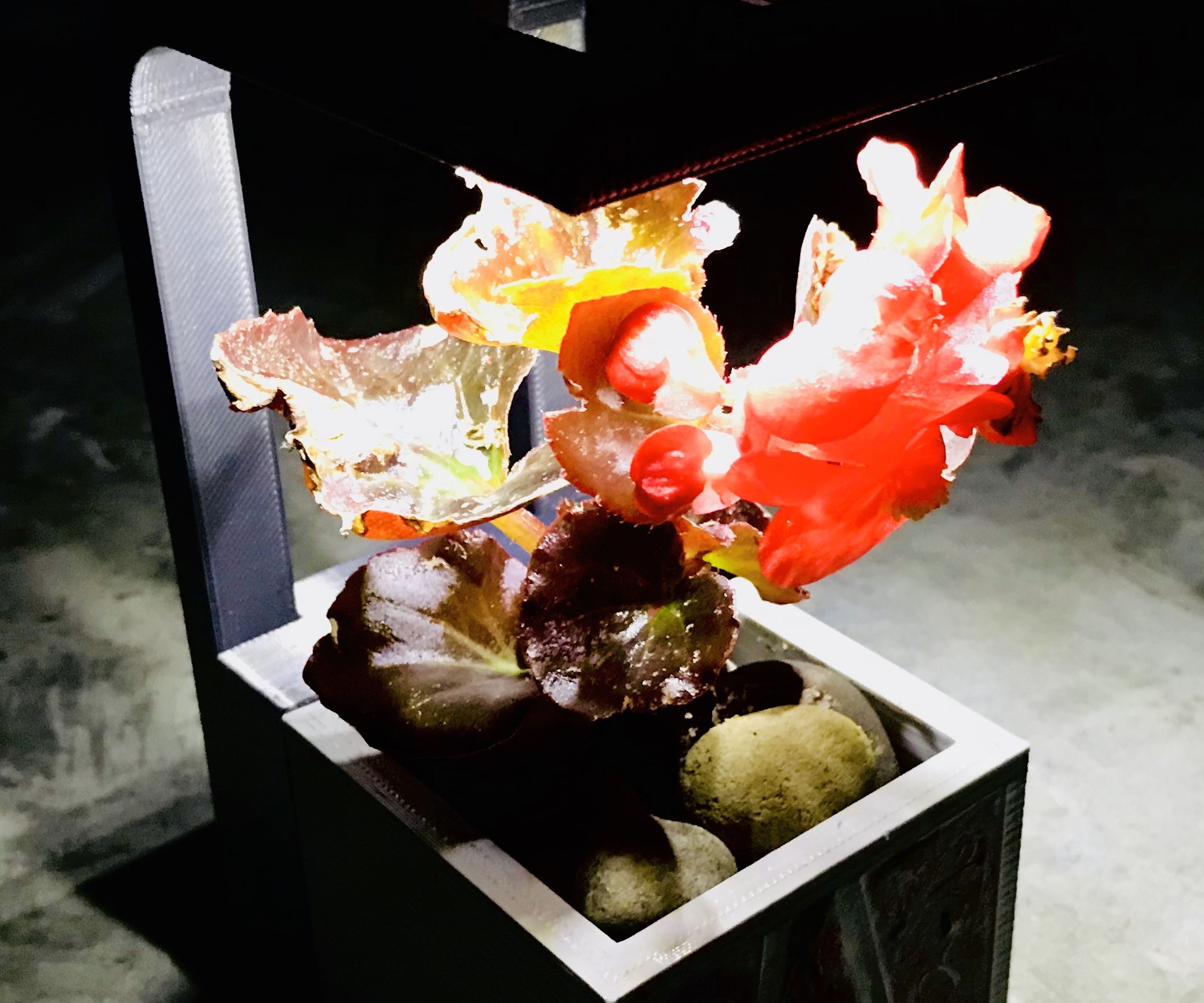 Self-Watering Wire-free Desktop + Fridge Magnet Planter