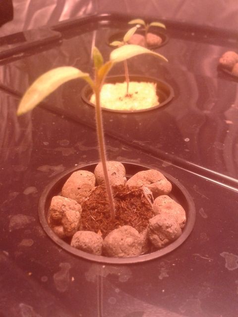 [i-ponic] Cheap I-kea Areoponic Propagator