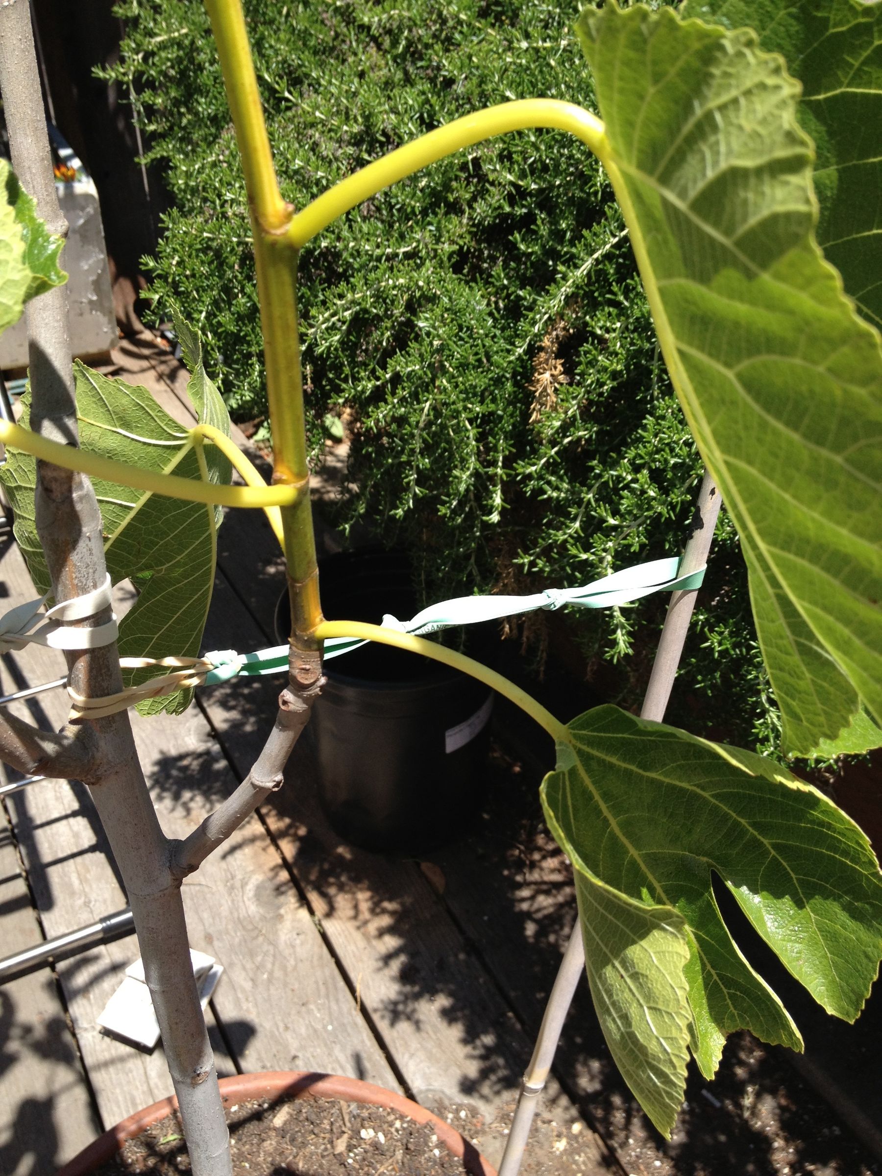 Stabilizing Tree Anchor 3 Steps Instructables